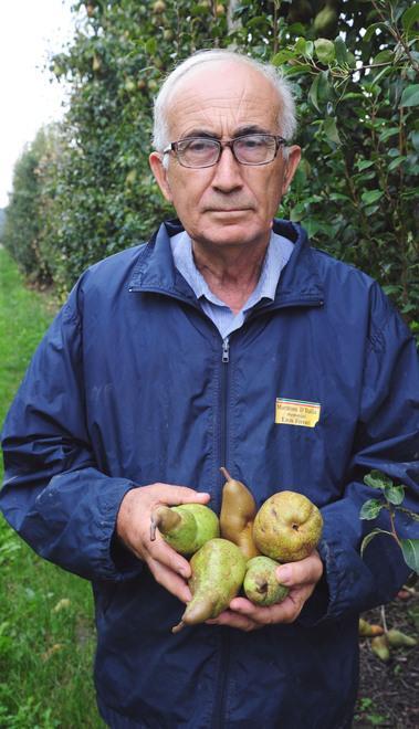 «Produzioni di pere dimezzate Se aspettiamo il Samurai facciamo karakiri e abbattiamo tutto» 