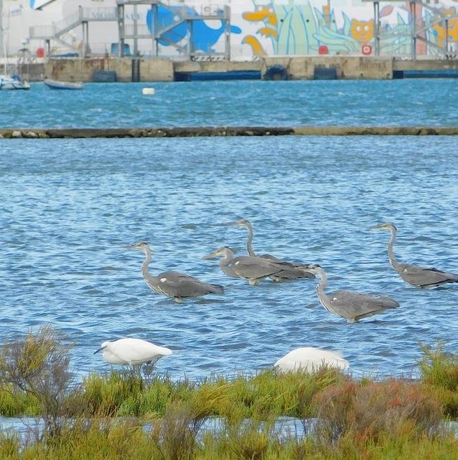 La “sosta” di aironi e garzette