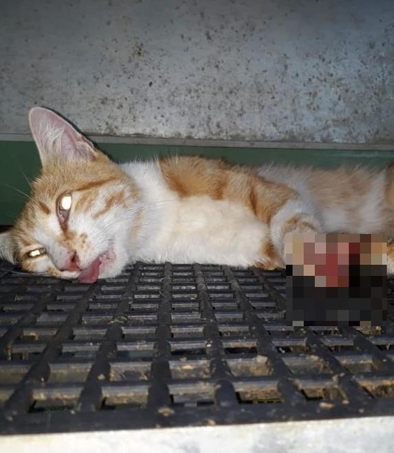 Gatto randagio ferito con una tagliola È allarme in Padule