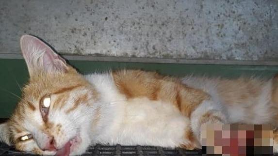 Gatto randagio ferito con una tagliola È allarme in Padule