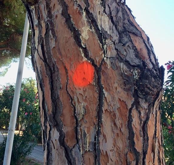 Cerchi sui fusti dei pini Il Comune: «Da noi nessuna autorizzazione» 