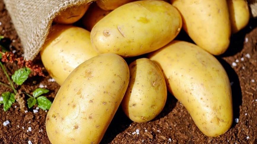 Una domenica con le patate Poi tutti in visita all’Abbazia