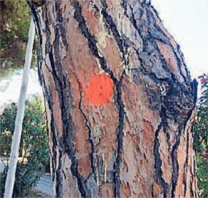 Cerchi sui fusti dei pini da Cecina a Marina 
