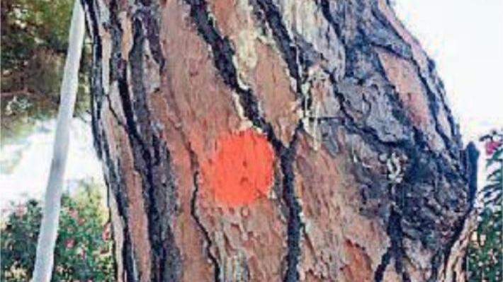 Cerchi sui fusti dei pini da Cecina a Marina