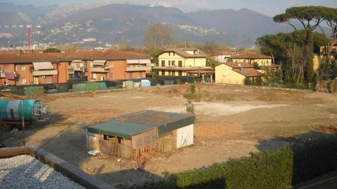Pineta abbattuta a Bondano si muove la Guardia forestale