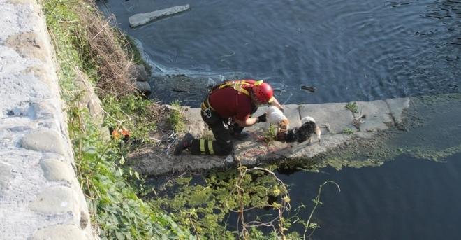 Cagnolini cadono nell’Agna li salvano i vigili del fuoco