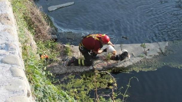 Cagnolini cadono nell’Agna li salvano i vigili del fuoco