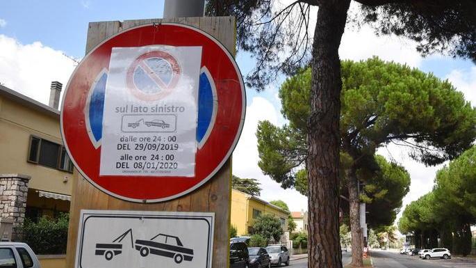 Viale Caravaggio, nulla osta al taglio di pini