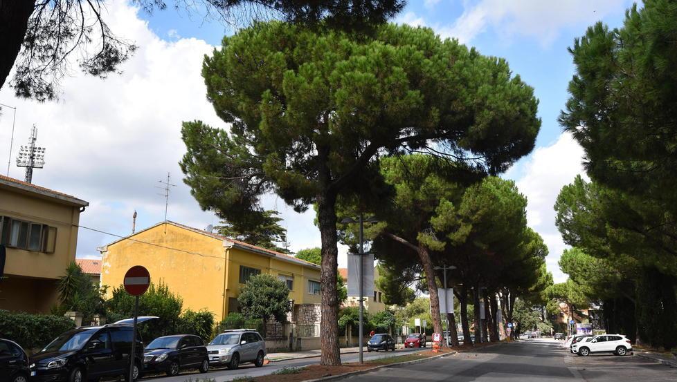 Diffida a sindaco, assessore e dirigenti contro il taglio dei pini di viale Caravaggio 