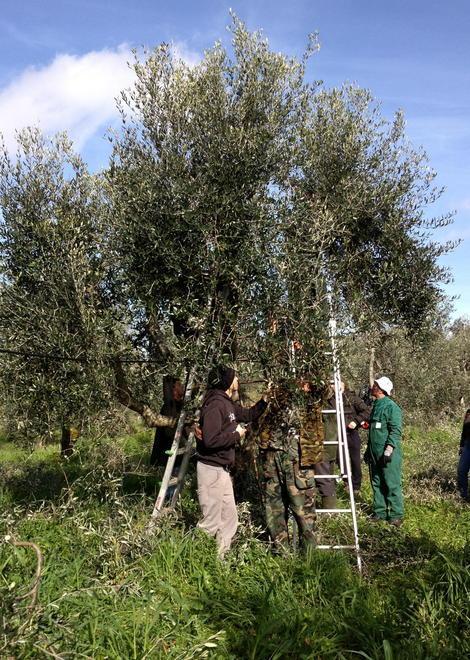 Cade dall’olivo 67enne trasportato al San Luca 