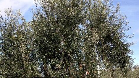Cade dall’olivo 67enne trasportato al San Luca