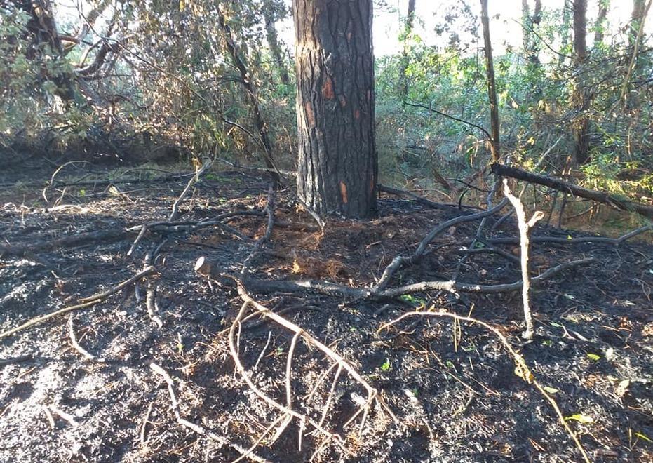 Mesola, area verde in fiamme