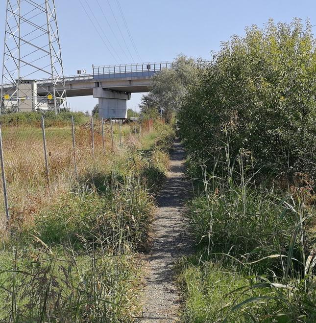 Erba incolta e rifiuti abbandonati nella ciclabile