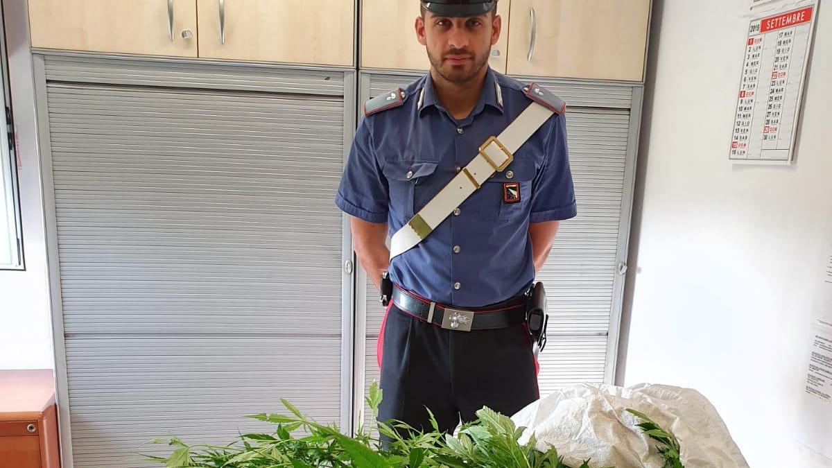 A Caprara una piantagione di marijuana era nascosta in un boschetto