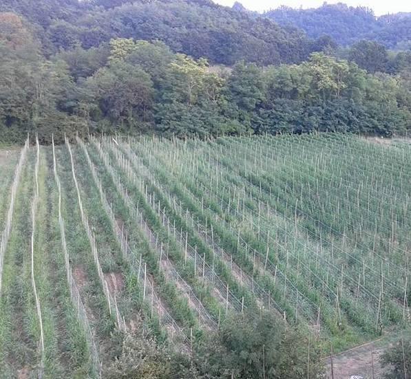 Arriva la “Dop” comunale per le focaccette e il fagiolo di Bigliolo
