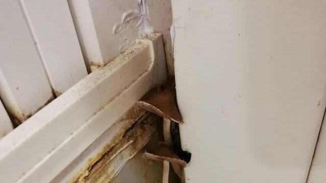 Crescono funghi nelle docce dei vigili