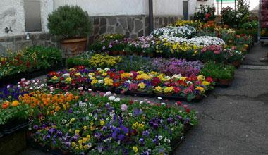 Mercato dei fiori per tutto il giorno in piazza Montanelli 