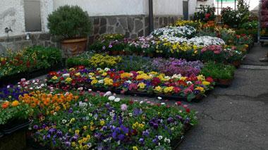 Mercato dei fiori per tutto il giorno in piazza Montanelli