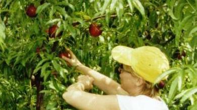 Non solo le cimici Contro pesche e albicocche ci sono anche i prezzi bassi