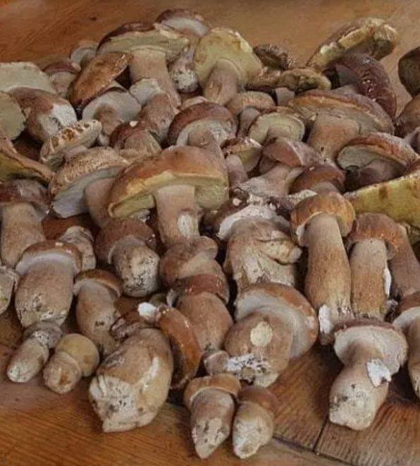 Record di funghi e di sequestri raffica di controlli e di multe 