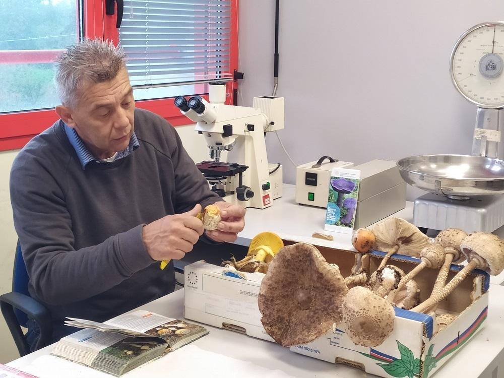 Modena e provincia: con i funghi meglio non rischiare, l'Ausl li controlla gratis 