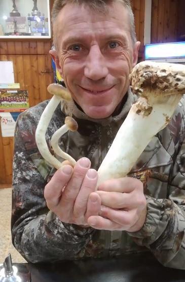 Trova un fungo pioppino da record nella zona di Rosignano Solvay 
