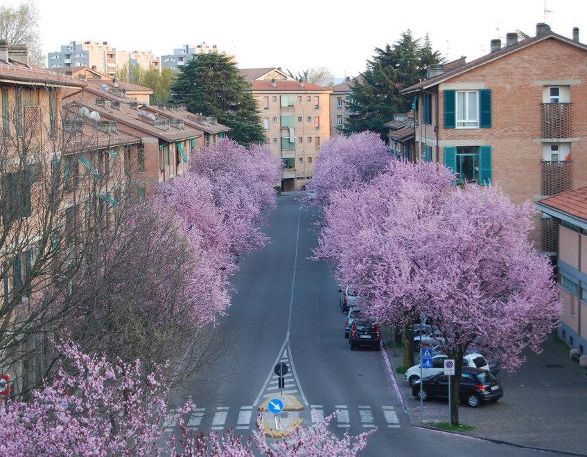 I pruni fioriti di via Wybicki