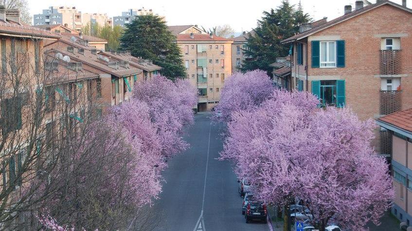 I pruni fioriti di via Wybicki