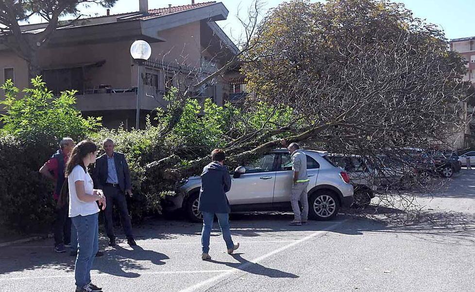 Crolla un albero sopra un’auto paura nel parcheggio Conad