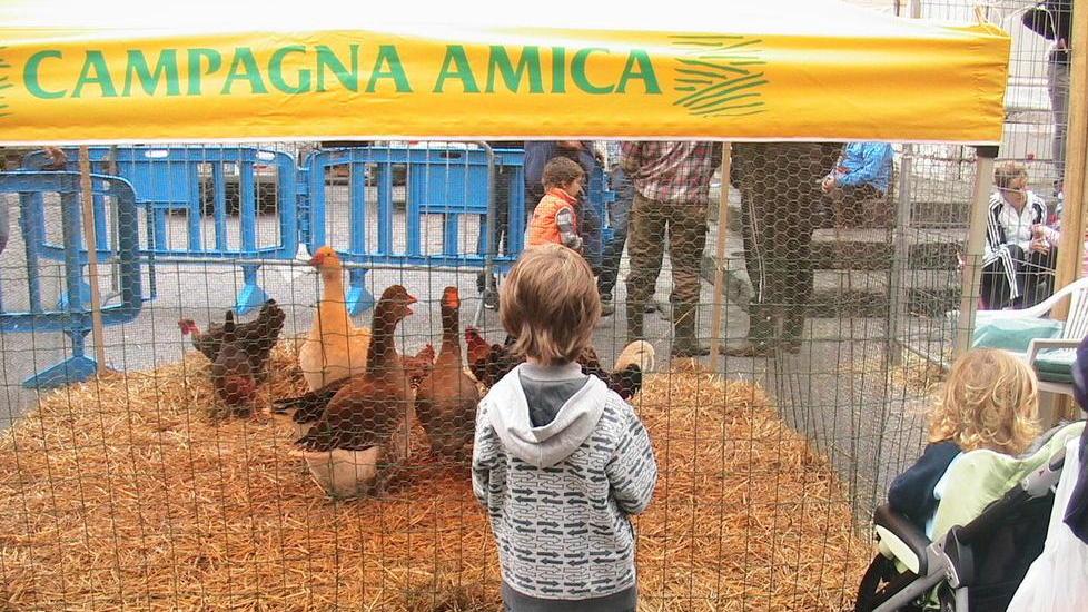 Pulcini, pecore e asinelli: la fiera di San Francesco è “Campagna amica”