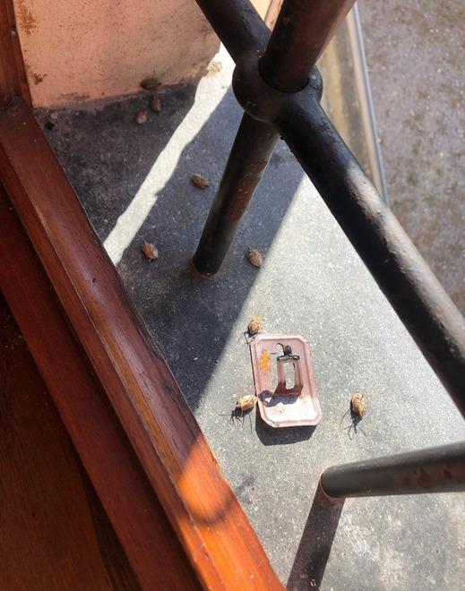 Da Piano del Quercione a Massaciuccoli è invasione di cimici