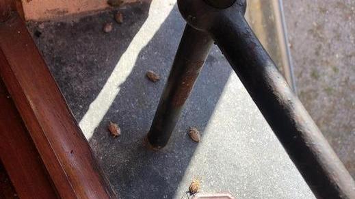 Da Piano del Quercione a Massaciuccoli è invasione di cimici