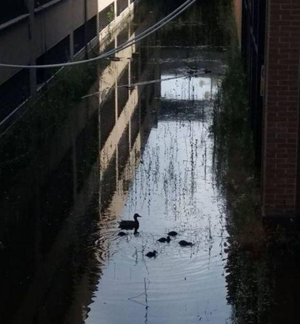 Scatta l’ultimatum per la bonifica al lago delle zanzare 