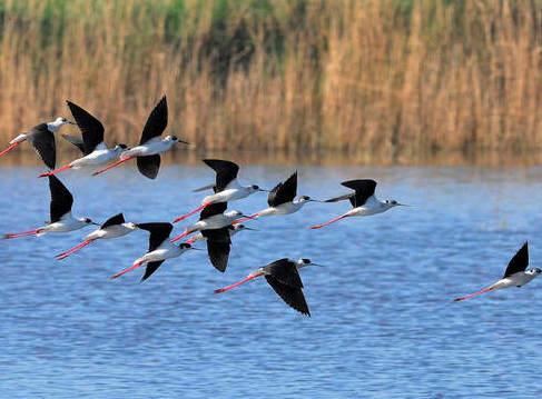 Eurobirdwatch Con la Lipu una due giorni d’appuntamenti 