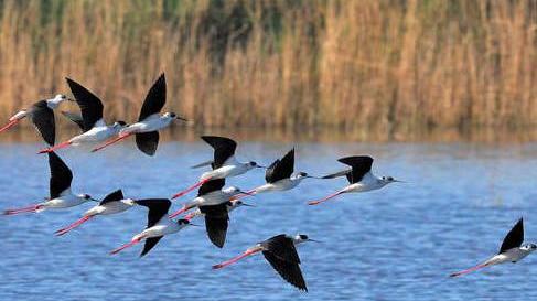 Eurobirdwatch Con la Lipu una due giorni d’appuntamenti