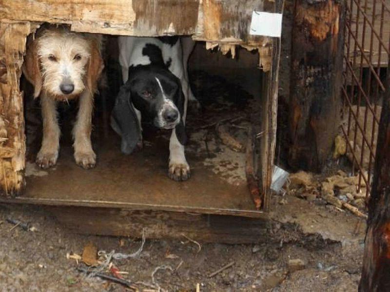 Cani maltrattati in una foto d'archivio