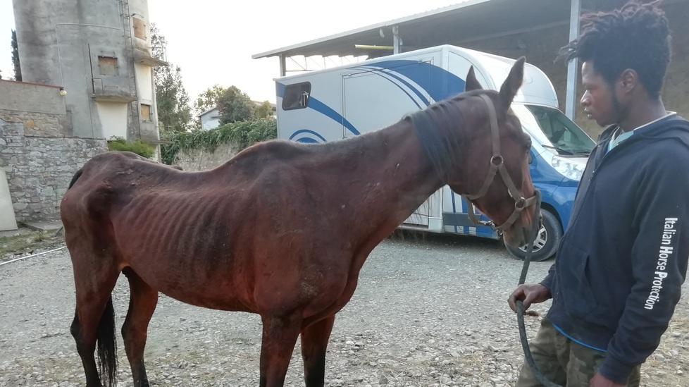 La cavalla Hot Topsail sottoposta alle cure del centro volterrano Ihp (Italian horse protection)