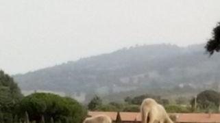 Montone da compagnia sbranato a Buriano Predate tre pecore