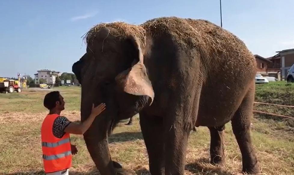 La Lav ai reggiani «Non portate i bambini al circo degli animali»