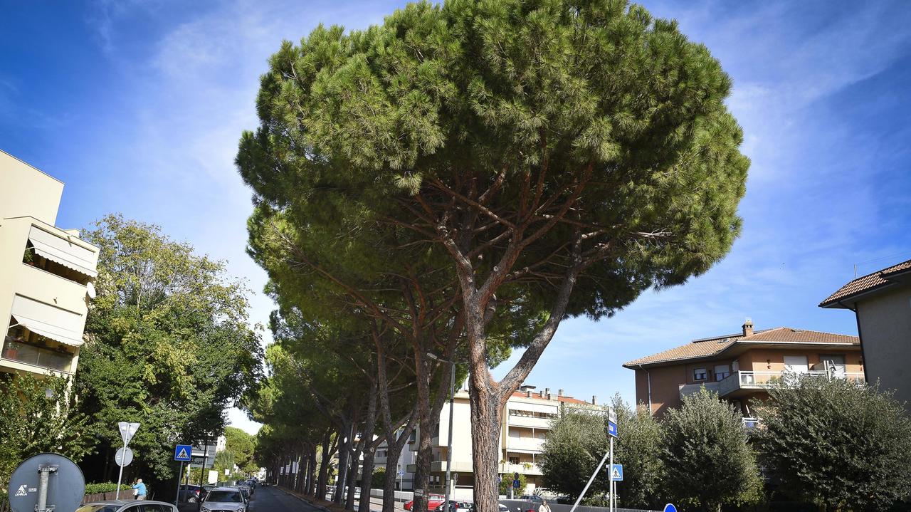 I pini di viale Mascagni (Foto Bf)