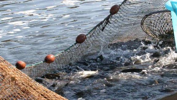 Tessere 2012 per il pesce ecco tutte le modalità