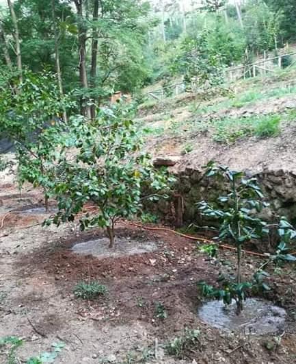 Un pezzo di bosco per le camelie 