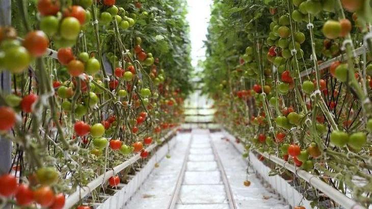 Sfera, l'azienda agri-tech dà lavoro: 10 assunzioni