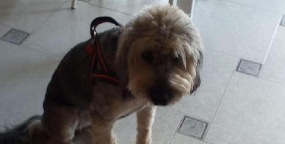 La cagnolina Hollie