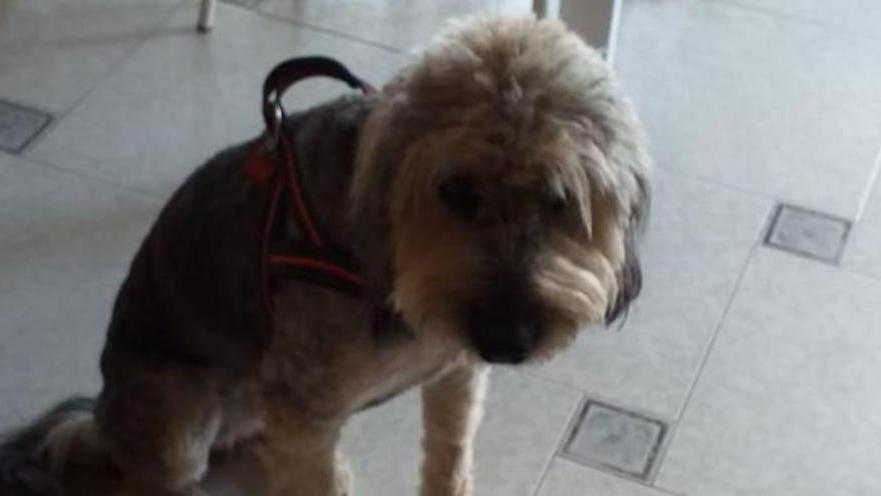 La cagnolina Hollie