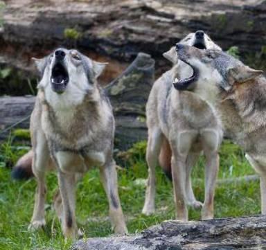 «I lupi arrivano fin nei paesi» Il centrodestra lancia l’allarme