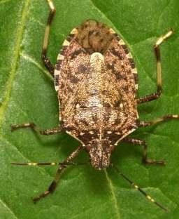 Allarme per l’invasione di cimici asiatiche produzioni agricole a rischio, poche difese 