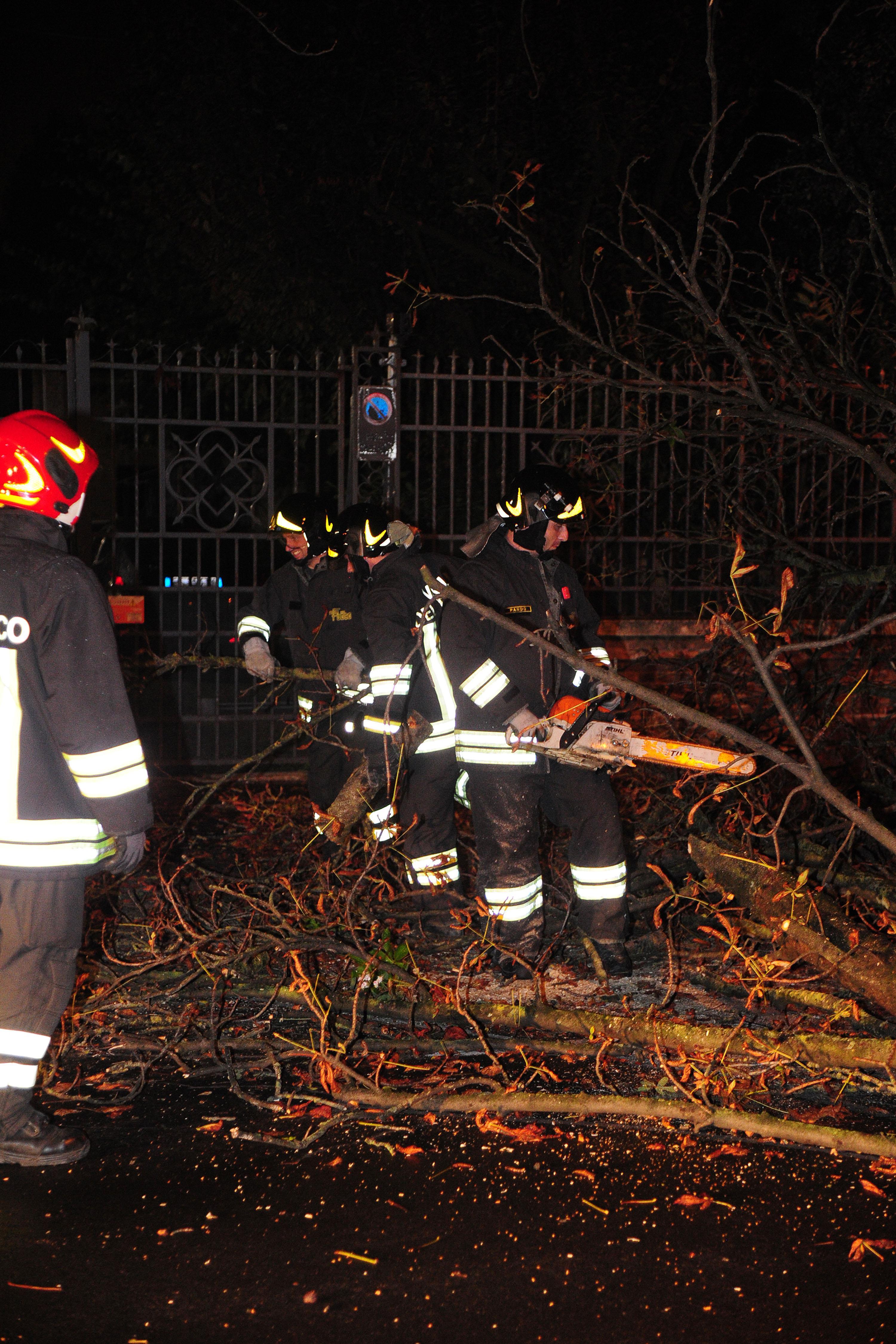 Modena, cade ippocastano in via de' Fogliani: danneggiate due auto