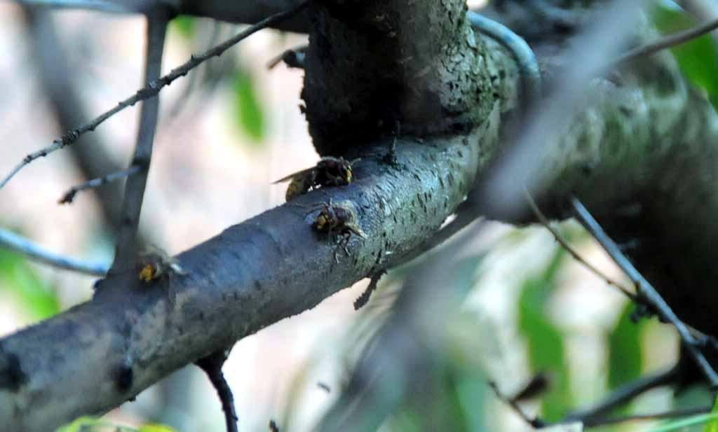 Muore a 67 anni dopo essere stato punto dai calabroni in giardino 