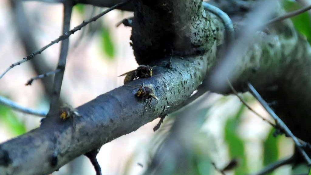 Muore a 67 anni dopo essere stato punto dai calabroni in giardino